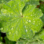 Set of 3 or 6 Large Plant - Alchemilla Irish Silk, Outdoor Garden Ready, 1L Rootballs