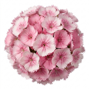 Dianthus Shirley Temple Plants