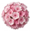 1 Dianthus Shirley Temple Plant, Fragrant Summer Flowering Hardy Perennial, 5L Root-Ball