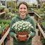 1 Arabis Aubris White Rockcress Plant, Hardy Alpine Perennial Ground Cover, 2L Root Ball