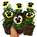 Pansy Delta Pro Violet & White Plants (Set of 3 or 6)