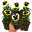 Set of 3 or 6 Large Plants - Pansy Delta Pro Violet & White, Ready to Plant in Your Garden
