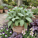 Salvia officinalis ‘Berggarten’ Sage Herb Plants (Set of 3 or 6)
