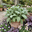 Set of 3 or 6 Salvia officinalis ‘Berggarten’ Sage Herb Plants, Hardy Perennial Culinary Herb, Outdoor Garden Ready, 1 Litre Root-Ball