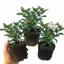 Set of 3 or 6 Viburnum Tinus Evergreen Privacy Hedge Plants, Hardy Winter Flowering Garden Shrub, Outdoor Garden Ready, 1 Litre Root-Ball