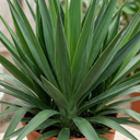 Yucca Elephantipes Spineless Yucca Plants