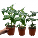Tomato Totem Plants (Set of 3 or 6)
