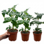 Set of 3 or 6 Tomato Totem Plants, Compact Dwarf Patio Bush Variety, Grow Your Own, Outdoor Garden Ready, 1L Root Ball