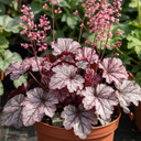Heuchera Pink Fizz Coral Bells Plants