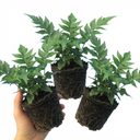 Cyrtomium Fortunei Holly Fern Plants (Set of 3 or 6)