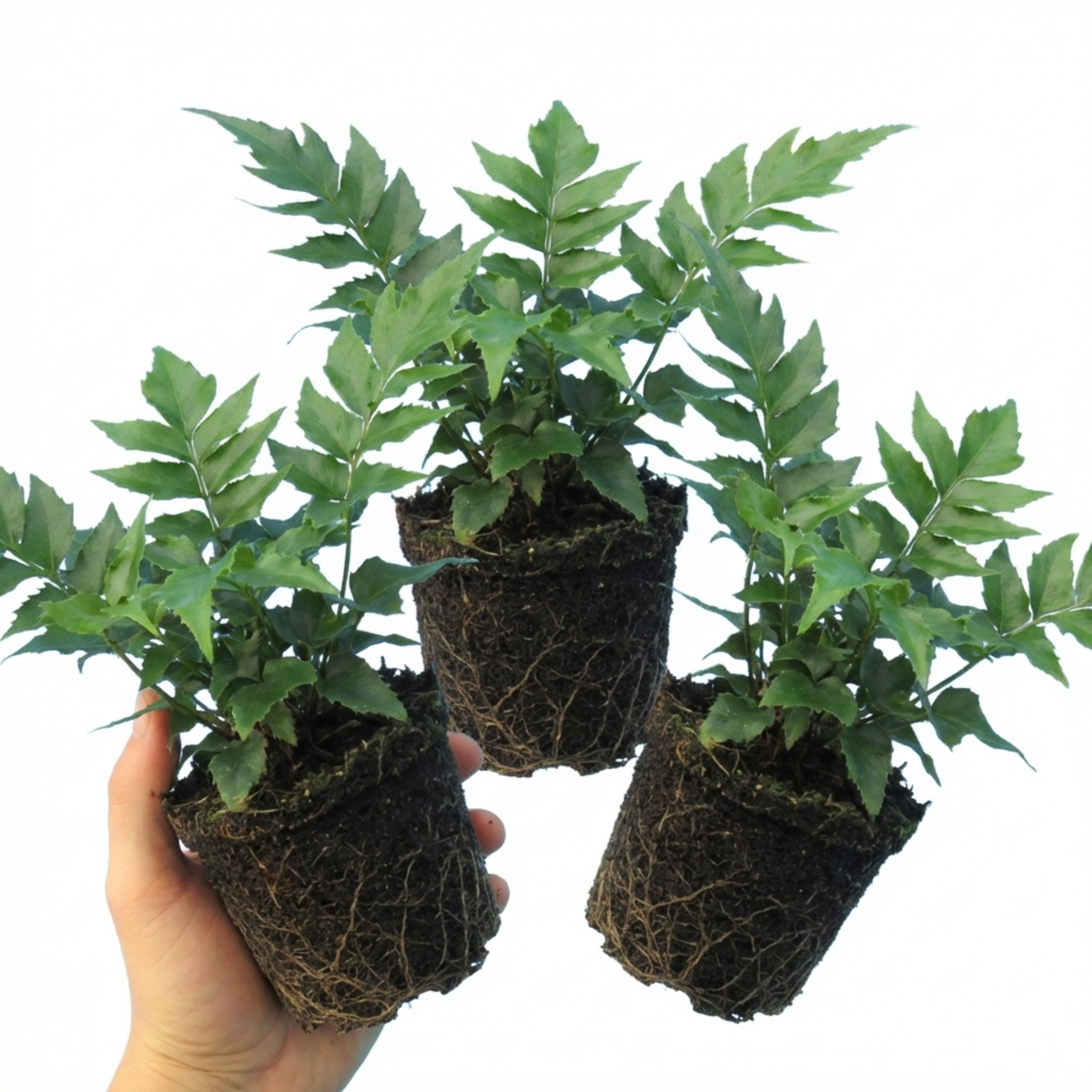 Cyrtomium fortunei (Fortune's Holly Fern) – Evergreen Fern (Set of 3 or 6)