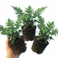Set of 3 or 6 Cyrtomium Fortunei Holly Fern Plants, Hardy Evergreen Shade Loving Perennial Ferns, Outdoor Garden Ready, 1 Litre / 11cm Root-Ball