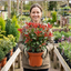 1 Photinia Magical Volcano Evergreen Shrub, Fast Growing Hedge Plant, 3 Litre Root-Ball