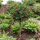 Outdoor Garden Ready Plant (5L Pot)