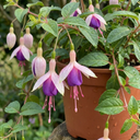 3 Trailing Fuchsia Hanging Basket Plants, Purple and Pink, Summer Bedding, 10.5cm Pots