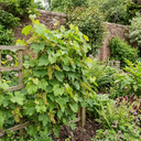 Grape Vitis Sulima White Vine Plants
