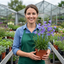 6 Campanula Persicifolia Caerulea Plants, Hardy Blue Bellflower Perennial, 1Ltr Root Ball
