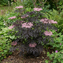Sambucus Nigra Black Lace Elderberry Plants