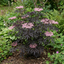 1 Sambucus Nigra Black Lace Elderberry Plant, Outdoor Hardy Perennial Garden Shrub, 3 Litre Root Ball