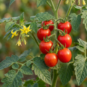 Tomato ‘Consuelo’ Plants (Set of 3 or 6)