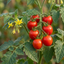 Set of 3 or 6 Tomato ‘Consuelo’ Plants, High Yield Sweet Cherry Tomato, Garden Ready Live Vegetable Seedlings, 1L Root Ball