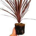 Cordyline Red Star Plant (2L Pot)