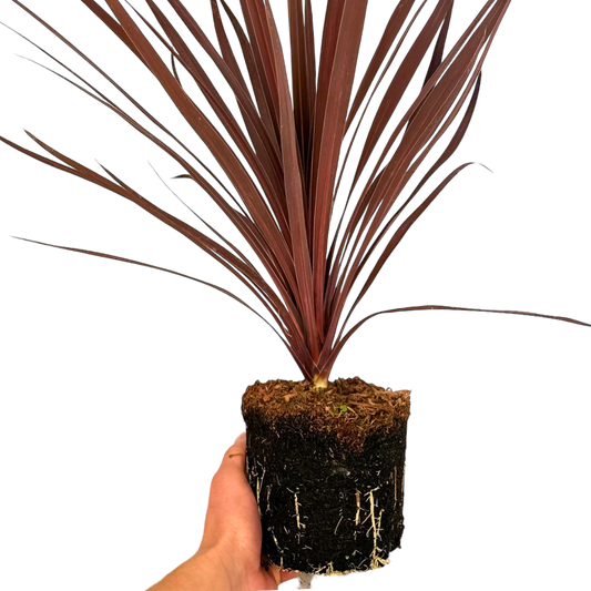 Cordyline australis 'Red Star' (Cabbage Palm) – Architectural Evergreen (2L Pot)