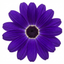 1 Senetti Violet Pericallis Plant, Colourful Outdoor Summer Bedding Flower, Garden Ready, 17cm Root-Ball