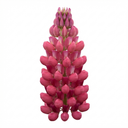 Lupin Legendary Rose Plants (Set of 3 or 6)