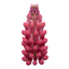 Set of 3 or 6 Lupin Legendary Rose Hardy Perennial Plants, Summer Flowering Cottage Garden Plants, Outdoor Garden Ready, 1 Litre Root-Ball