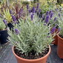 Lavender Hidcote Dark Blue Plant (2L Pot)