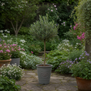 3L Olive Tree Plant, 80-100cm, Mediterranean Nursery Pots