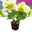 Hellebore Frostkiss Molly's White Plant