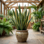 1 Sansevieria Superba Snake Plant, Low Maintenance Air Purifying Indoor Houseplant, 21cm Root Ball