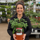 Tumbling Tom Red Cherry Tomato Plants