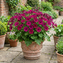 Senetti Magenta Pericallis Daisy Plants