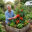 Set of 3 or 6 Grafted Cornabel Tomato Plants, Premium Live Plants, Outdoor & Greenhouse Ready, 1L Root Ball