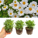 Argyranthemum Madeira White Plants (Set of 3 or 6)