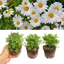 Set of 3 or 6 Large Plants - Argyranthemum Madeira White, Outdoor Garden Ready