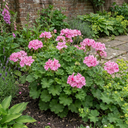 Geranium Pretty Little Pink Splash Plant (5L Pot)