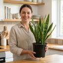 Sansevieria Snake Plants