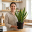 1 Sansevieria Snake Plant, Live Indoor Air Purifying Houseplant, Low Maintenance, Easy Care, 17cm Root Ball