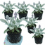 Set of 3 or 6 Stachys Byzantina ‘Lamb’s Ear’ Hardy Evergreen Perennial Plants, Low Maintenance, Border Garden Ready, 1 Litre Root-Ball