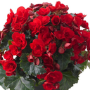 Begonia Vermillion Red Upright Plants