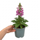 Digitalis Hanabee Pink Foxglove Plants