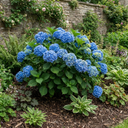 Hydrangea Blue Plant (2L Pot)