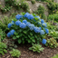 1 Large Plant - Hydrangea Blue, Ready to Plant in Your Garden, 2L Pot