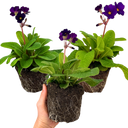 Polyanthus Stella Pheasant Eye Plants (Set of 3 or 6)