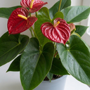 Anthurium Red Flamingo Flower Plant