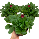 Bellis Habanera ‘Red’ Plants (Set of 3 or 6)
